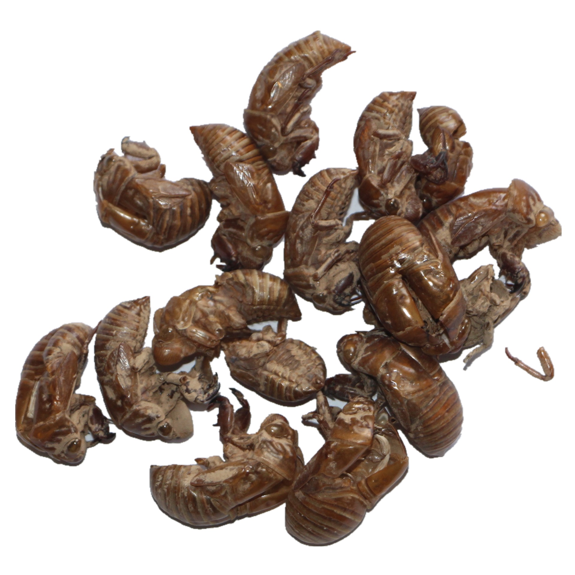 0成交0公斤批发中药材蝉蜕 虫蜕 虫退 蝉衣 知了皮 水洗蝉蜕06425.