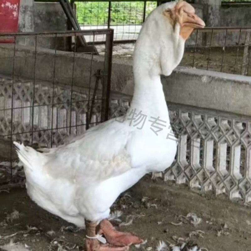 1斤白狮头鹅特大种鹅活鹅小鹅半大鹅纯种狮子头鹅白鹅产蛋王鹅