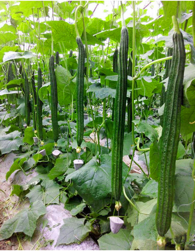 肉丝瓜种子苗白丝瓜超长特大春季四季巨型棱角八棱蔬菜种籽秧苗孑