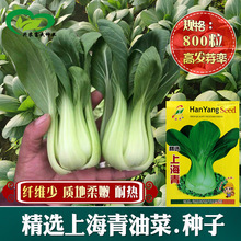 上海青油菜种子 农田菜地农户种植当季蔬菜小油菜籽叶片厚