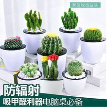 仙人掌类植物多肉植物仙人球盆栽植物仙人掌办公室内盆栽花卉盆栽