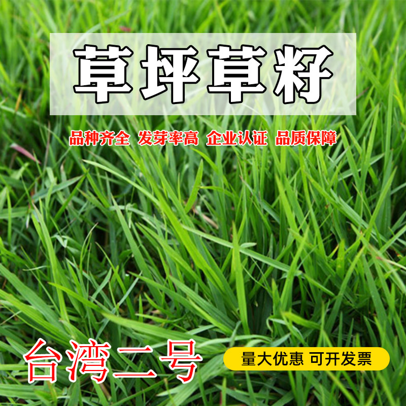 批发草种台湾二号暖季绿化草坪种子细叶结缕草草籽园林耐践踏耐旱