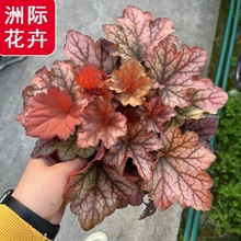 批发多色矾根矾根穴盘苗  1加仑花镜矾根  耐寒多年生观叶花镜植