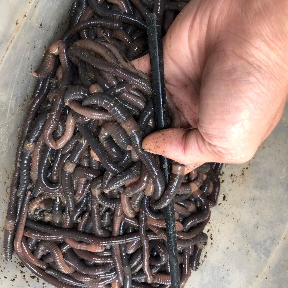 【广西热卖】野生黑蚯蚓 腥味十足 鲜活蚯蚓 垂钓鱼饵 综合活饵