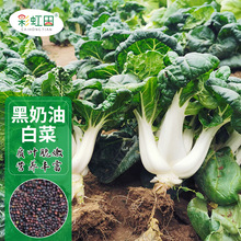 黑叶奶油白菜种子细嫩美味四季青菜种孑春秋庭院盆栽蔬菜籽可带发