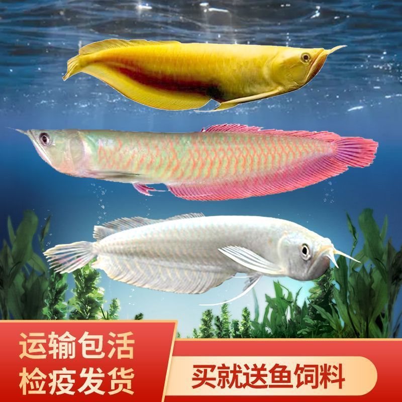 银龙鱼精品七彩银龙鱼雪龙黄化银龙观赏鱼热带淡水鱼