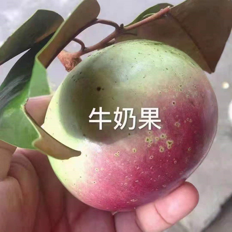 苗圃供应越南牛奶果种苗庭院盆栽地栽果树苗绿化苗耐寒好养易活