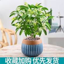 夜来香花树苗盆栽带花苞植物室内外阳台花卉绿植四季开花浓香驱蚊