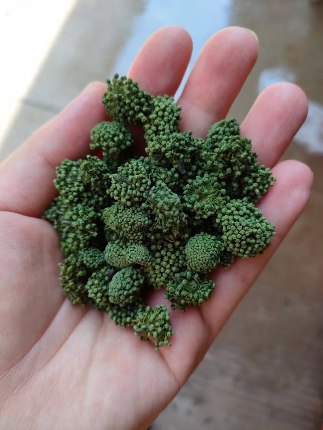 三七花茶云南文山四年三七花田七花 500克批发