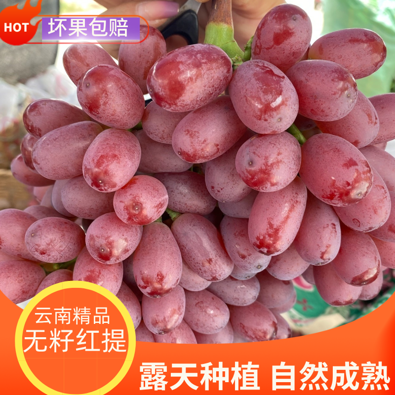 shhn云南精品新鲜克伦生无籽红提葡萄提子产地直供现摘现发应季蔬