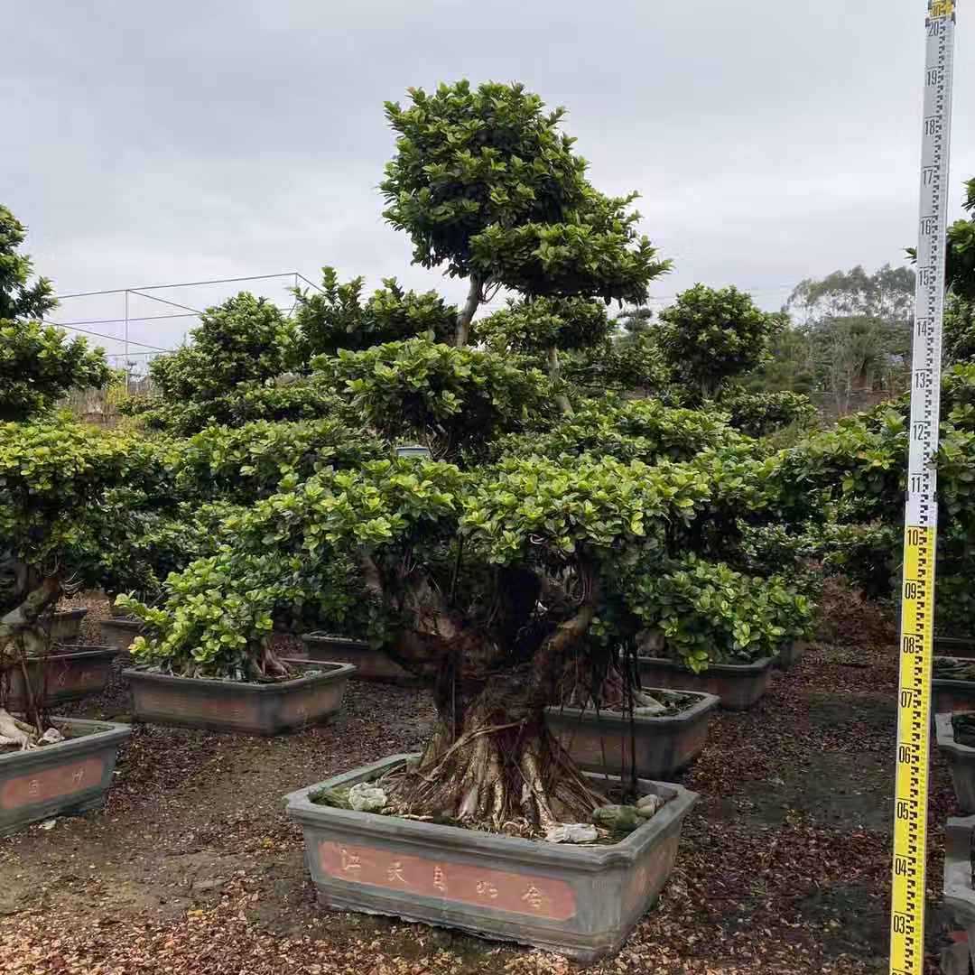 福建造型小叶榕桩景基地批发 公园景区福建树小叶榕树绿化树造景