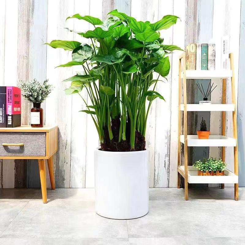 千手观音盆栽绿植大海芋霸王芋水培绿植滴水观音花卉室内植物盆栽