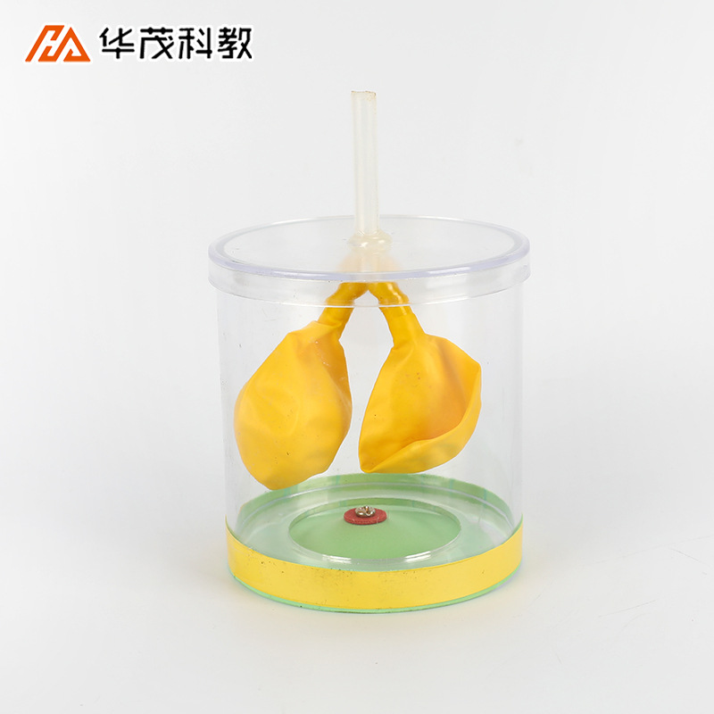 膈肌运动模拟器人体肺呼吸运动模型实验器初中生物教学仪器