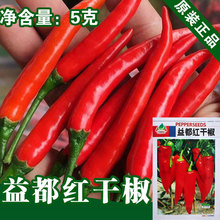 红辣椒种子辣椒籽干椒种籽朝天椒种籽蔬菜种子批发菜籽种子公司