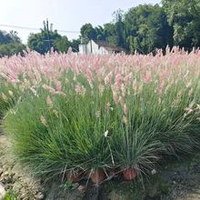 糖蜜草双色盆 花境花卉观赏型植物 公园市政园林绿化工程苗木地被