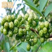 藤椒树苗南北方庭院地栽种植青花椒阳台盆栽食用麻椒果树当年结果