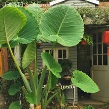 象耳芋大野芋室内大型绿植客厅大叶盆栽庭院超大叶植物