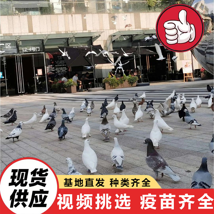 旅游景区投喂广场鸽项目 养殖基地大量出售和平鸽 节日庆典放飞鸽