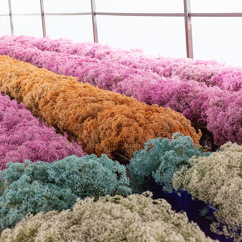 9成交106把满天星批发 云南基地直供永生花满天星现货 干花花束满天星