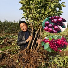 车厘子树苗樱桃树苖南方北方种植盆栽庭院果树矮化樱桃树大樱桃苗