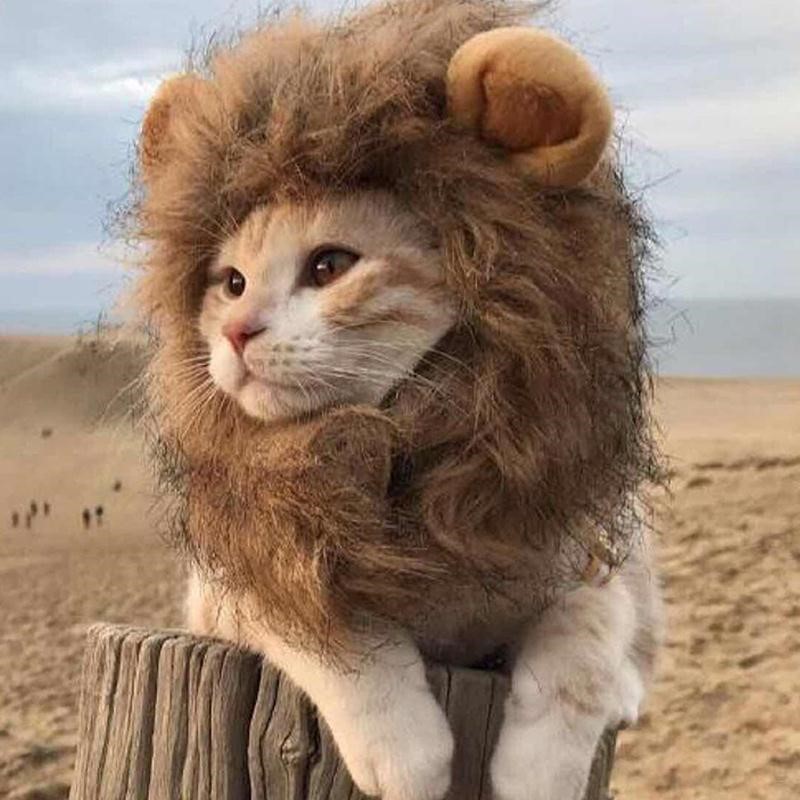 猫咪狮子头套装扮猫帽子可爱耳朵宠物猫小型搞怪饰品网红帽子头饰