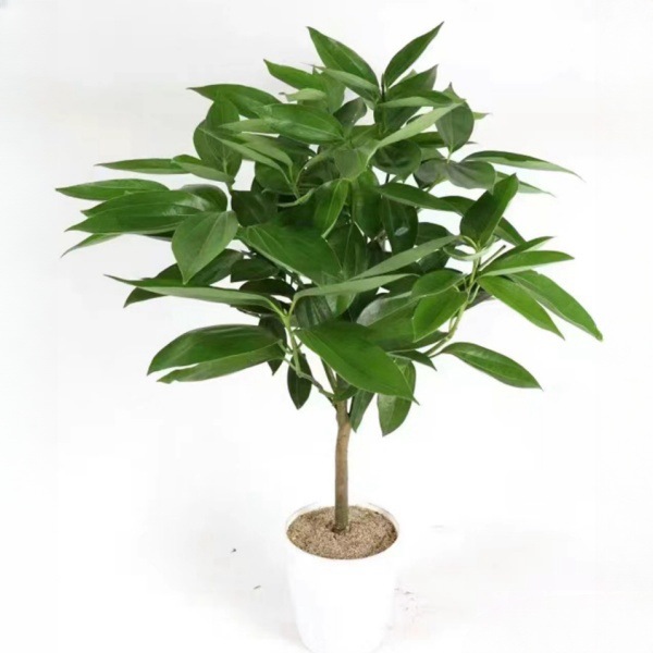 平安树盆栽大型网红绿植净化空气吸收异味一盆包邮送货上门-阿里巴巴