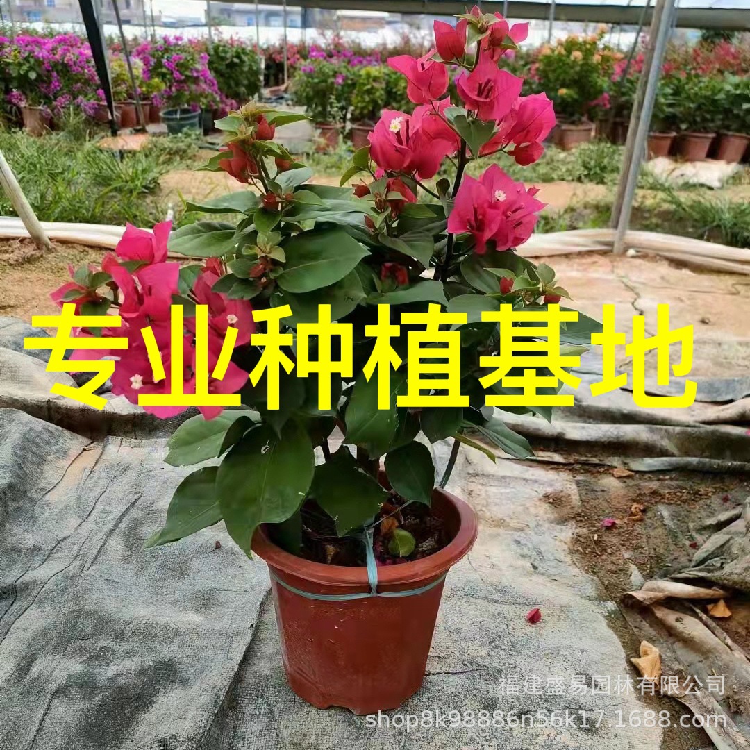 30-40高红花三角梅价格 紫花三角梅树桩造型叶子花九重葛勒杜鹃