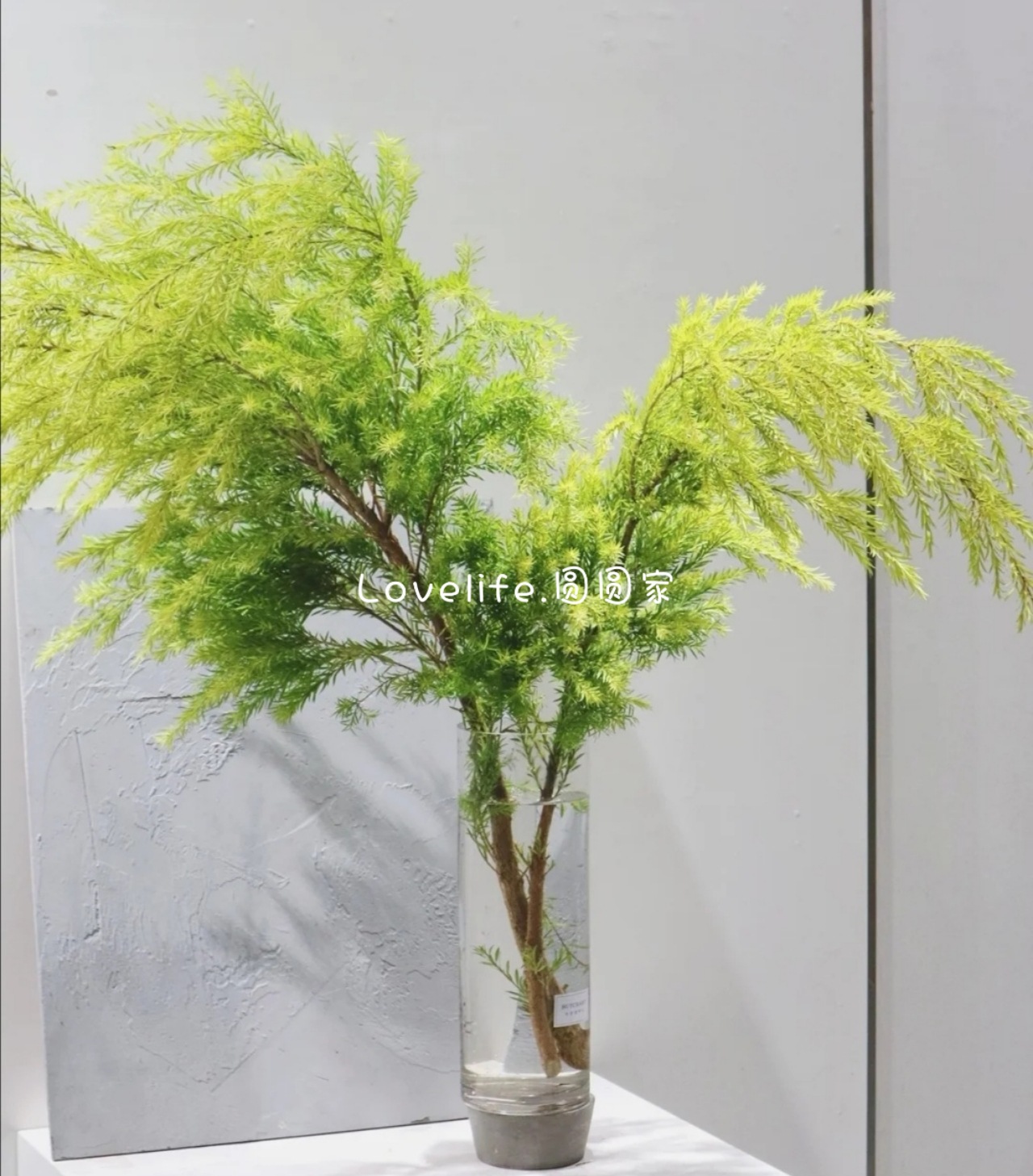 千层金黄金香柳香松鲜切鲜花水养基地直发家庭插花年宵花水养新鲜