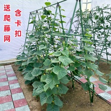 爬藤架花架豆角架黄瓜架子种菜架庭院植物攀爬架户外园艺葡萄架澜