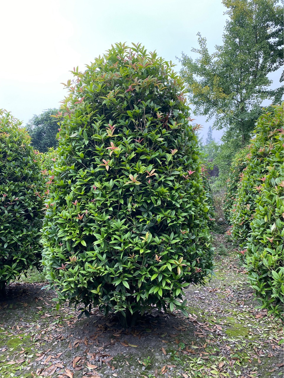 成都桂花锥形球 温江桂花造型-阿里巴巴