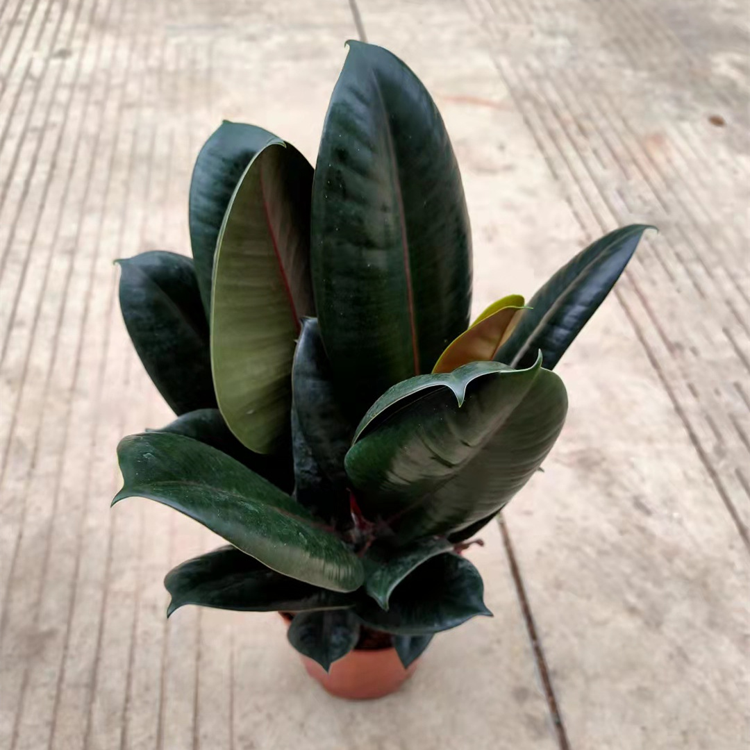 150#黑金刚橡皮树美国榕小盆栽绿植花卉办公室桌面植物一件18盆