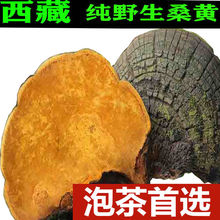 桑黄100g藏桑黄灵芝西藏自治区桑树桑黄泡茶