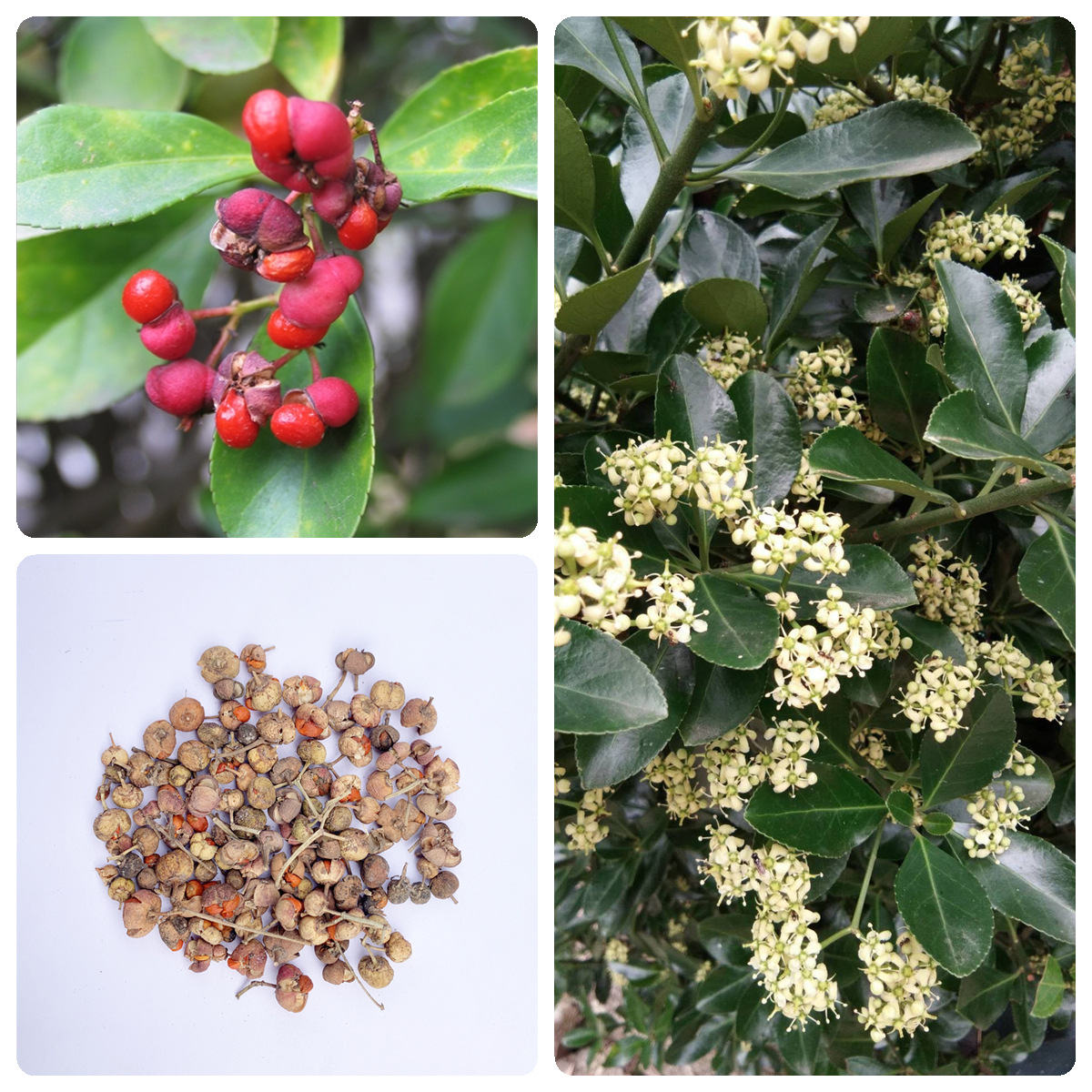 求购大叶女贞种子