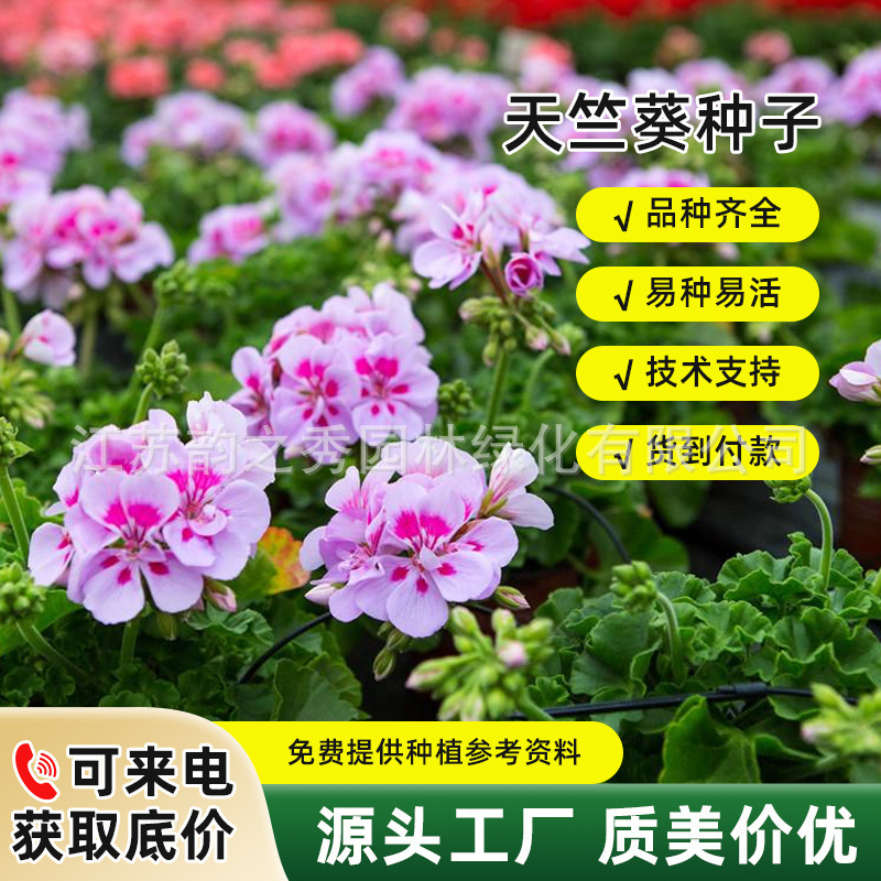 天竺葵种子重瓣花籽四季易种多年生室内阳台花园盆栽好养花卉种孑