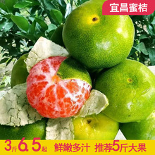 宜昌橘子蜜橘3/5/9斤桔子 蜜桔整箱新鲜水果 无籽柑橘