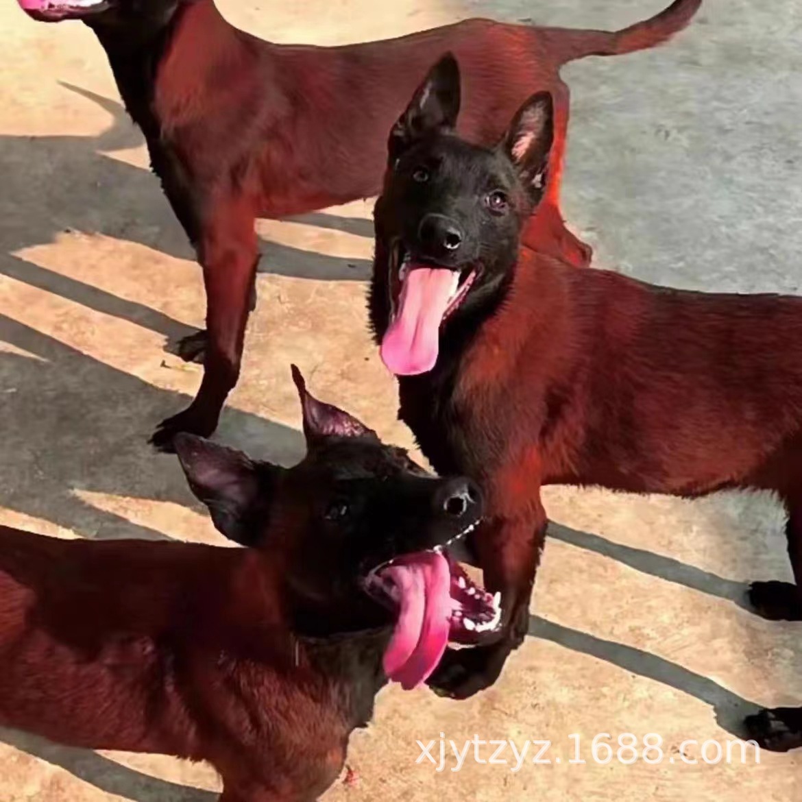 纯种血统马犬 三个月小马犬多少钱 爆红马犬价格 护卫犬活体-阿里巴巴