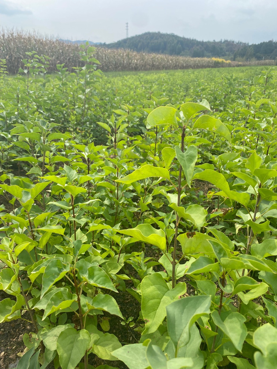 东北辽宁大叶紫丁香 小叶丁香树苗规格齐全支持线上交易