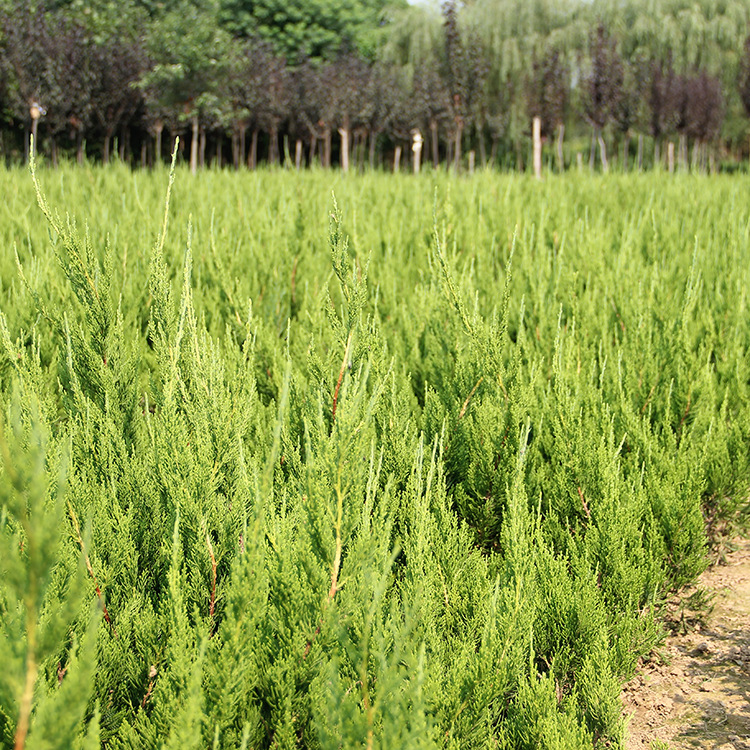 龙柏绿篱批发 龙柏球耐寒常青龙柏树苗种植成活好 绿化灌木龙柏