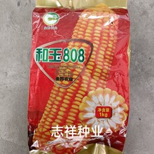 金黔农业和玉808饲料玉米 白轴半马齿黄粒半硬粒型 玉米种子1kg