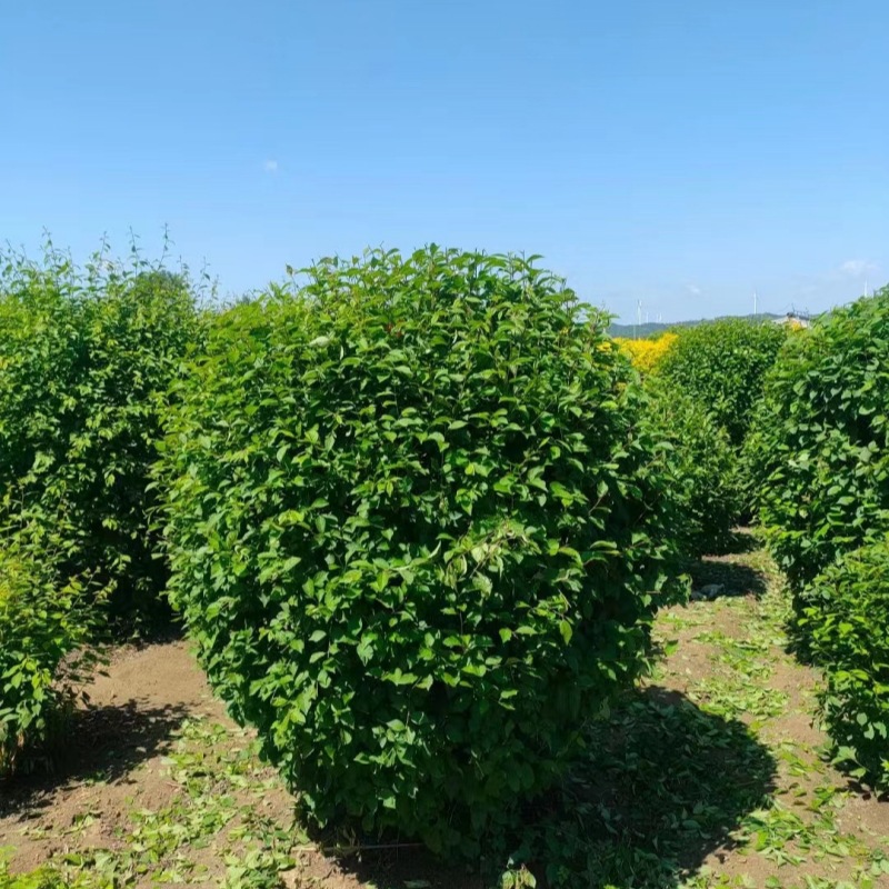 榆叶梅球 红叶榆叶梅球 重瓣榆叶梅球 东北耐寒苗木绿叶榆叶梅