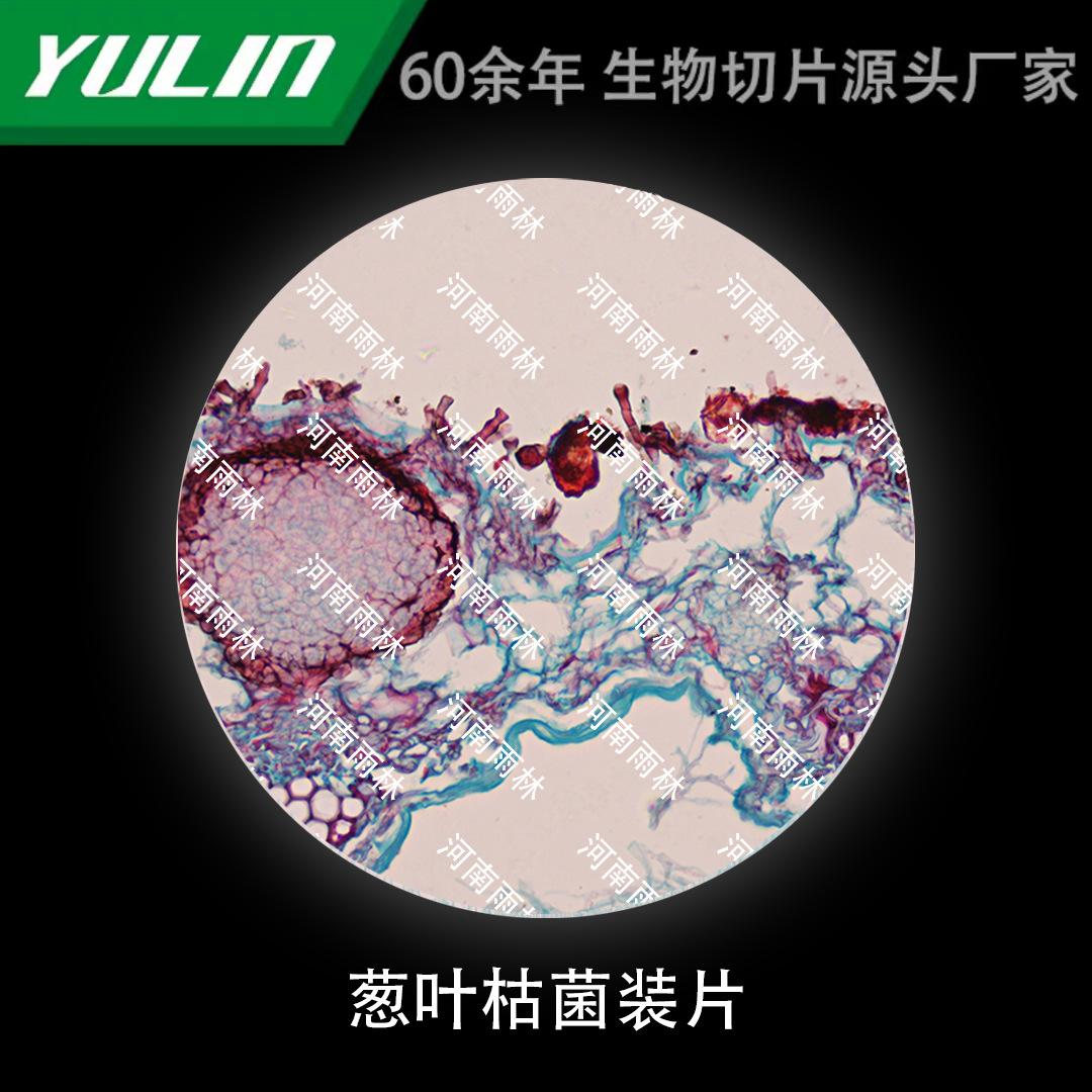 葱叶枯菌装片生物显微镜标本动物植物细胞载玻片观察实验高校