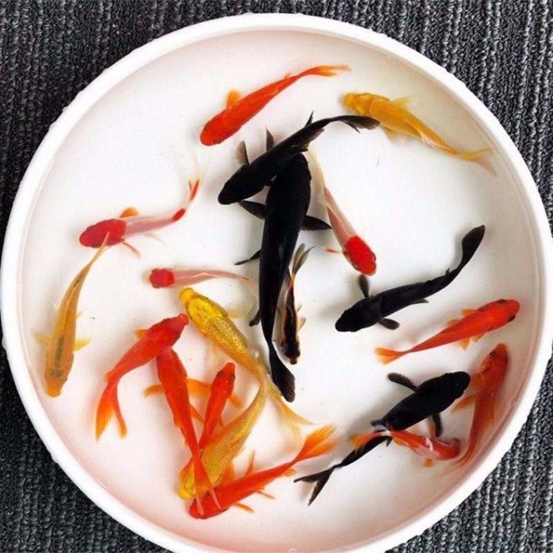 小金鱼批发观赏鱼不用草金冷水易养宠物小红草锦鲤鱼苗包邮小金鱼