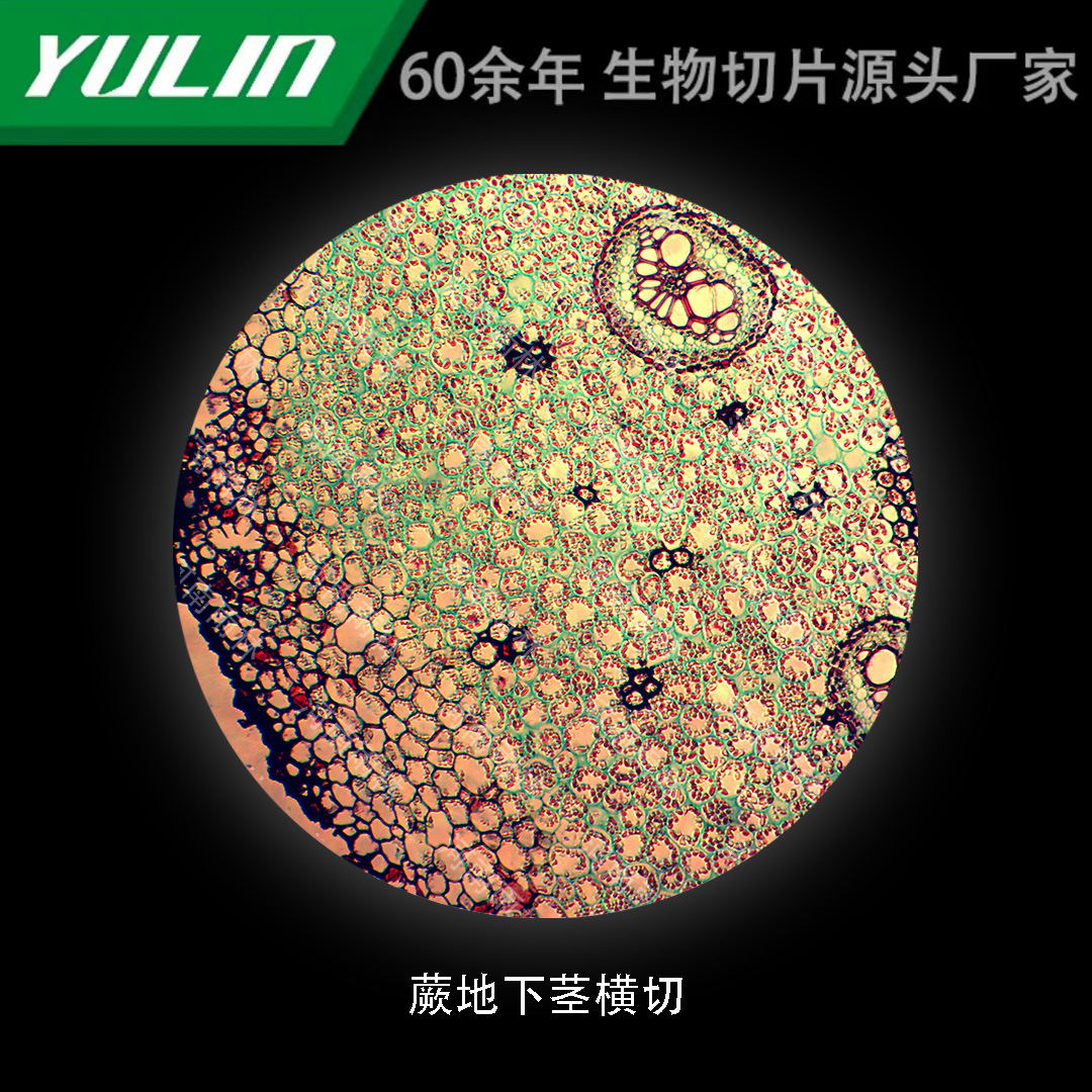 蕨地下茎横切高校医学院校用组织病理石蜡玻片标本显微镜-阿里巴巴