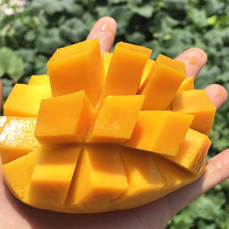 广西百色小台农当季热带水果新鲜芒果整箱批发收到即吃熟果发货