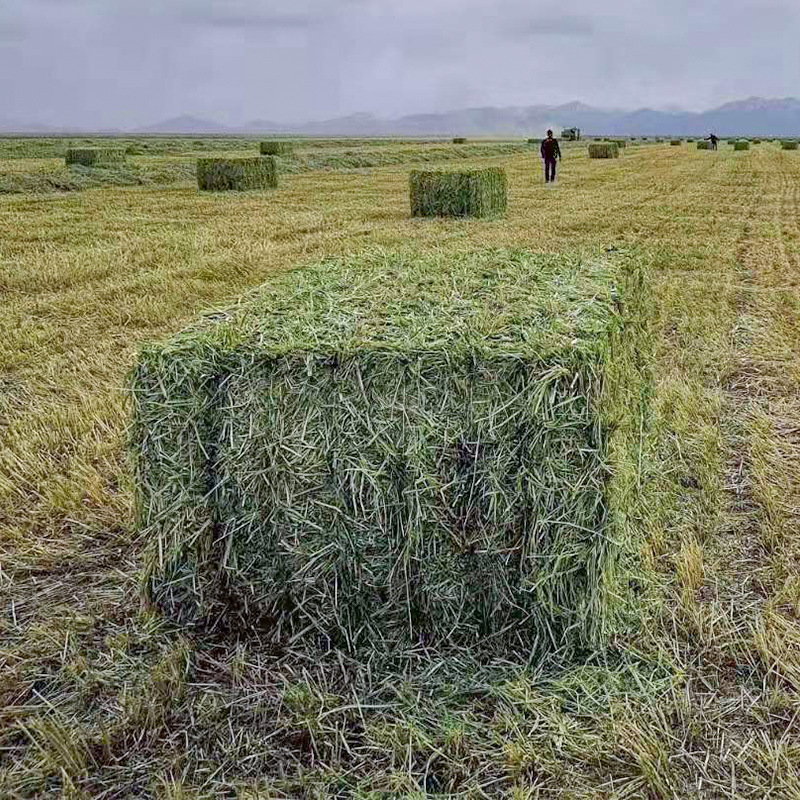 燕麦草草捆 奶牛牦牛骆驼牧草国产燕麦草 动物园养殖场饲草燕麦草