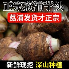 【荔浦发货】现挖现发新鲜广西荔浦大芋头正宗荔浦槟榔芋粉糯香芋