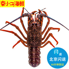 2-6斤/只 北京闪送鲜活大澳龙 新鲜红龙 澳洲进口大龙虾 海鲜水产