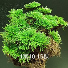 吸水石上种的绿植吸水石上种的树卷柏盆景迷你植物创意盆栽九死还