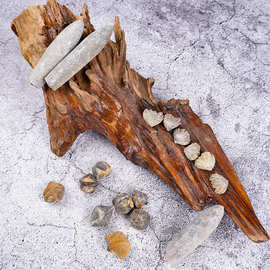 古生物天然化石箭石弓石燕棱嘴贝批发创意摆件儿童礼物科普树化石