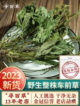 寻百草车前草材野生车前草猫爪草泡茶新鲜干货整株袋车轮500g